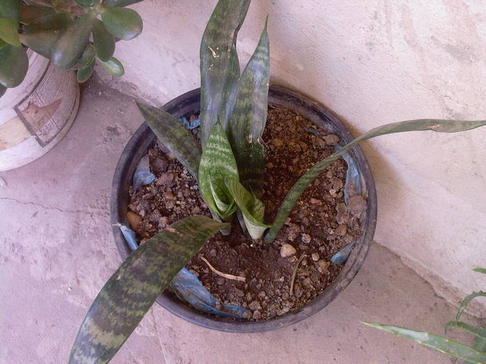 Sansevieria trifasciata