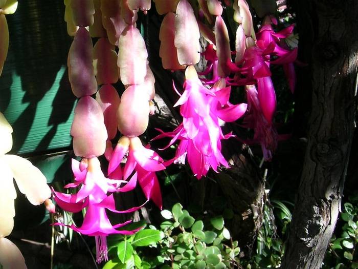 schlumbergera-bridgesii 1