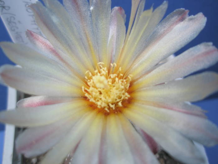 Astrophytum hb. asterias - floare