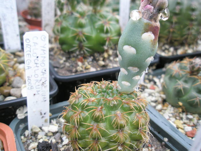 Gymnocalycium calochlorum - fruct 12.07 - FRUCTE de cactusi si suculente