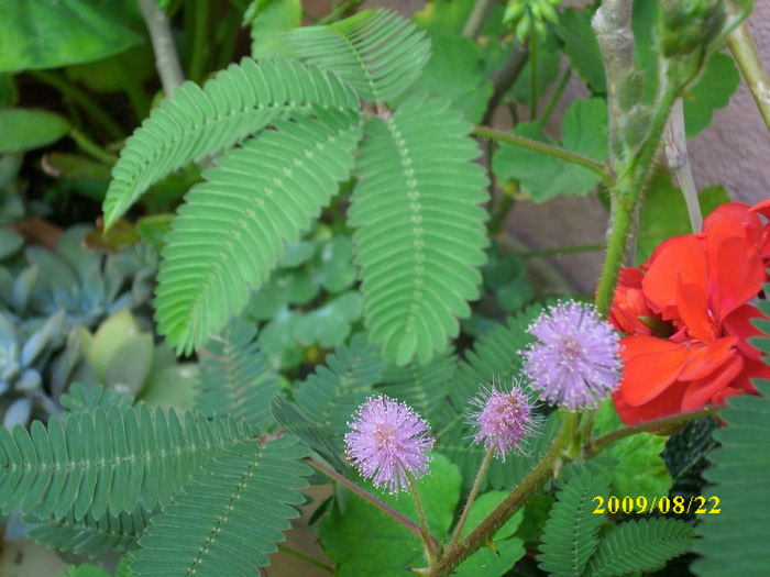 DSCI0143 - mimosa pudica