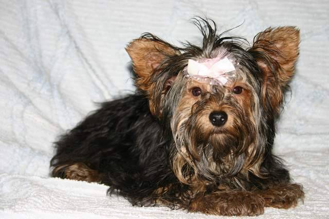 Tesa - Yorkshire terrier