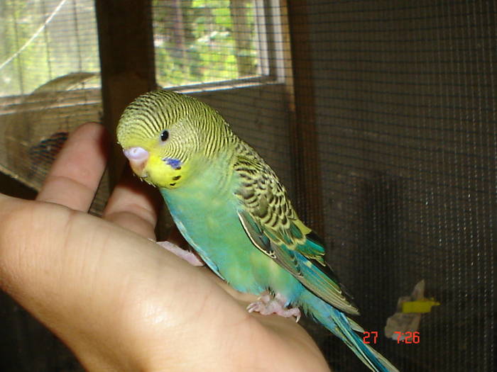 DSC06567 - PAPAGALI PERUSI SI NIMFE-POZE 2009