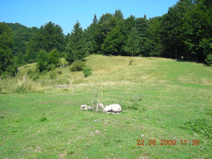 DSCN9264 - Sinaia 23 08 2009