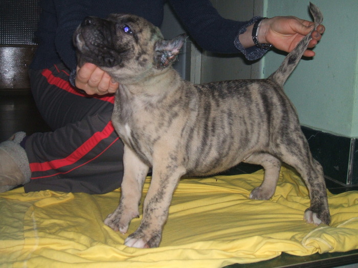 cofee - dogo canario