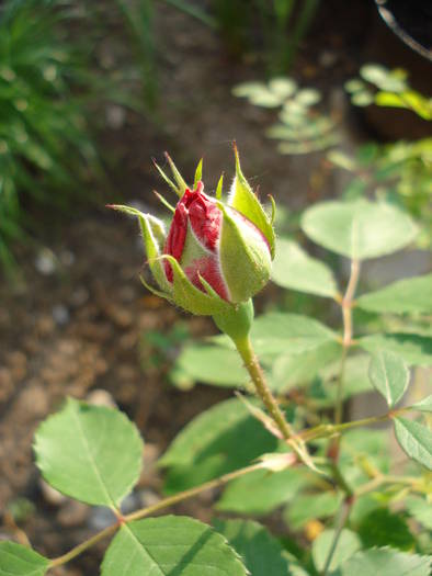 Rose Blaze (2009, May 18)