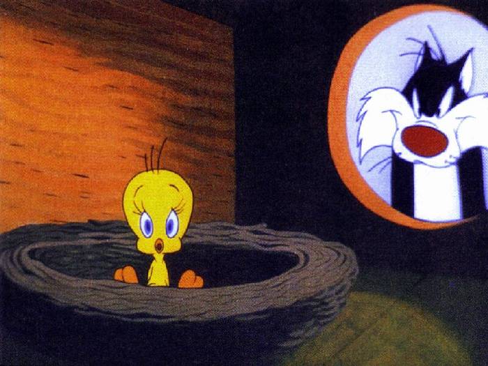 tweety800