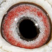 PPNSEGESJRHCGTZBNQN - OCHII PORUMBEILOR