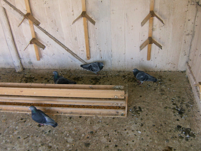 HPIM3038 - porumbei 2009