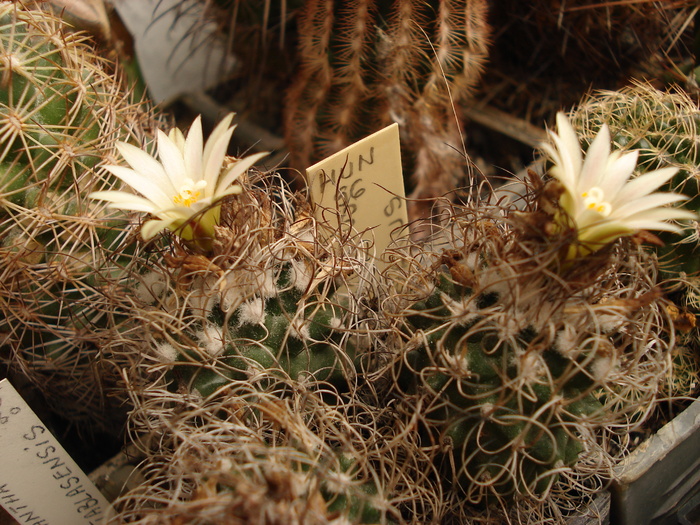 Turbinicarpus