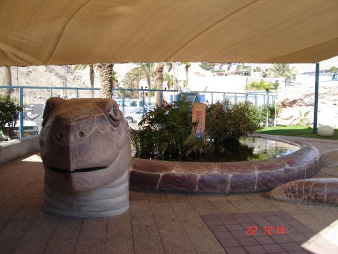 543 Israel - Eilat - The Observatory Marine Park - 2008 ISRAEL NOIEMBRIE