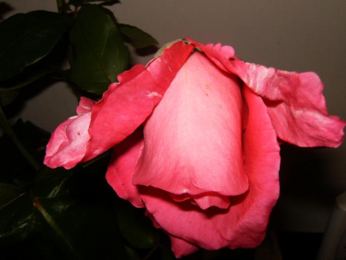 008 - trandafiri    ROSES