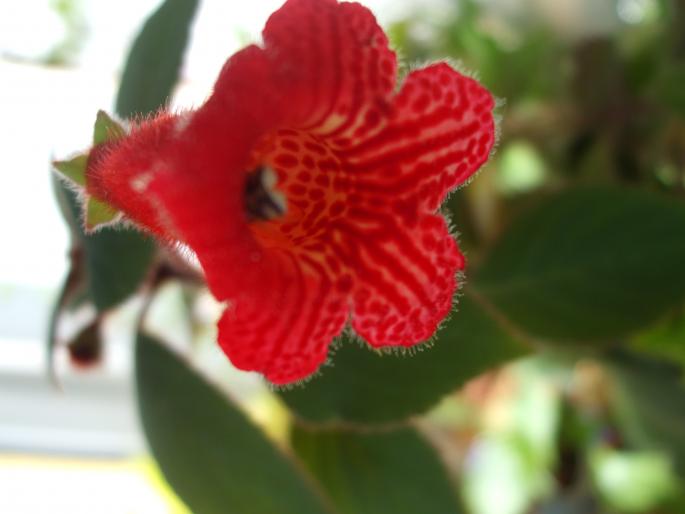 DSCF1166 - Flori
