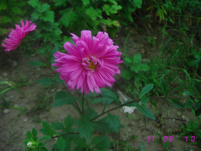  - Flori de gradina 2009