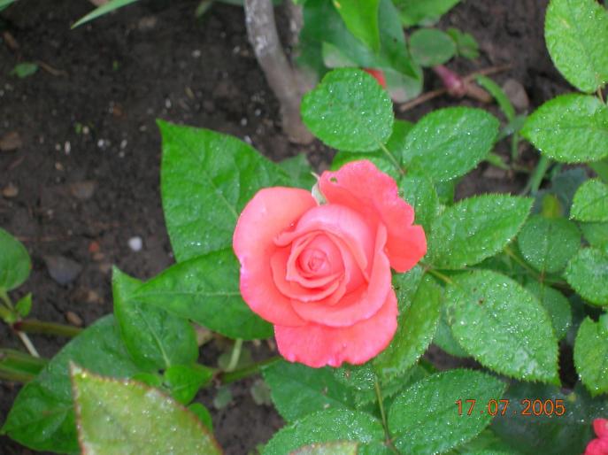 trandafir - gradina