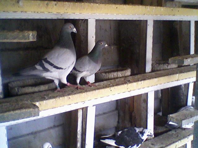 Fotografii-0034 - Porumbeii mei calatori