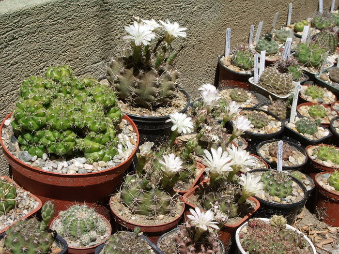  - Fotografii cactusi - suculente 2009