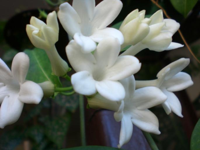 21 aug 2008 031