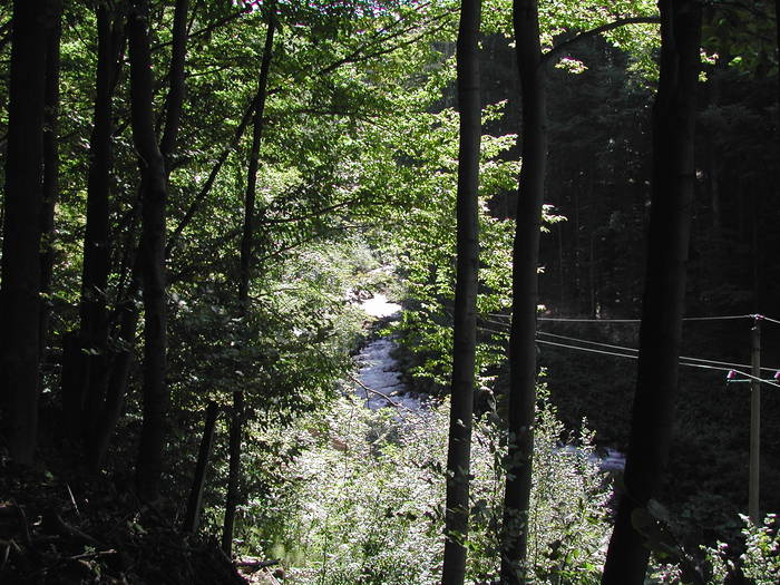 Picture 103 - Firiza