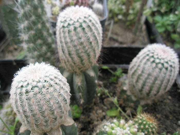 P6010108 - plantele lui George Nitu