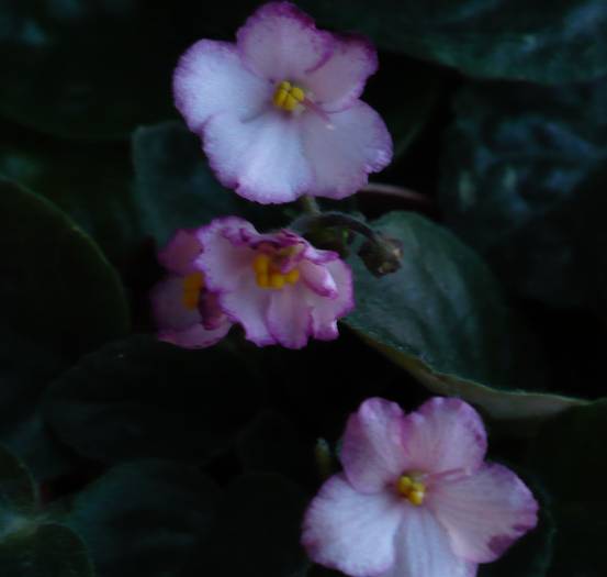 P1120836 - Saintpaulia - violete de camera