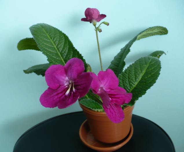 P1110406 - STREPTOCARPUSI