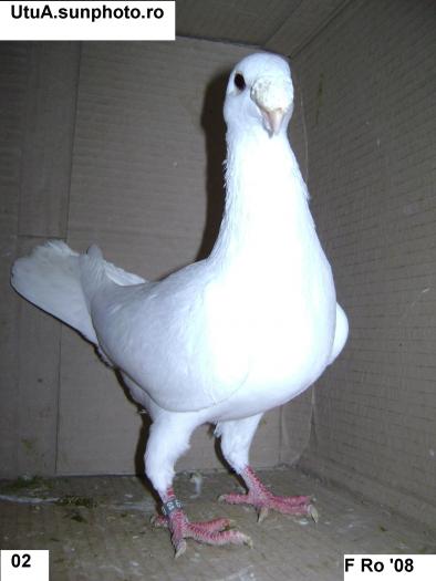 DEUTSCHE SCHAUTAUBEN PORUMBEL GERMAN DE EXPOZITIE VOIAJOR GERMAN DE FRUMUSETE BEAUTY GERMAN PIGEON - Germani Albi