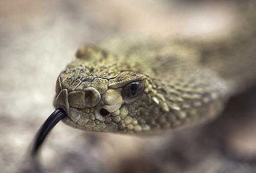 amazing-snake-pictures10[1] - SERPI