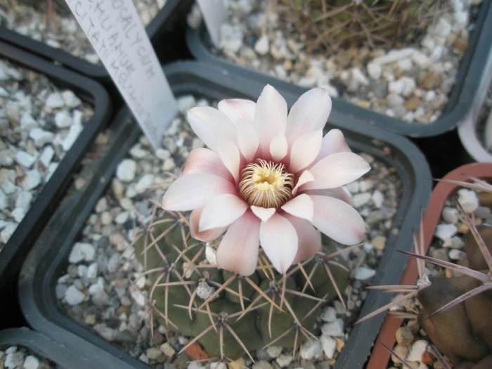 Gymnocalycium quehlianum - 05.09