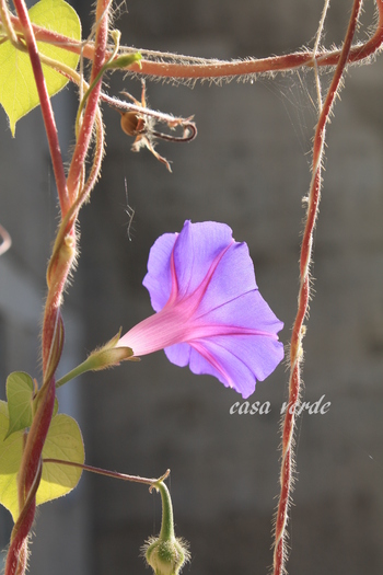 IMG_8757 - flori de balcon