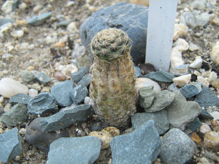 IMG_8165 - Cactusi la mosie 17 iunie 2009