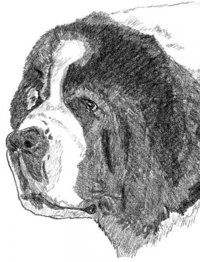 Saint Bernard3