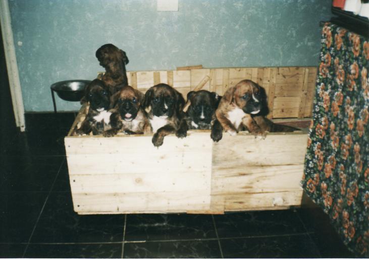 PUI DE BOXER-CORA - CAINI-Boxerita -cora