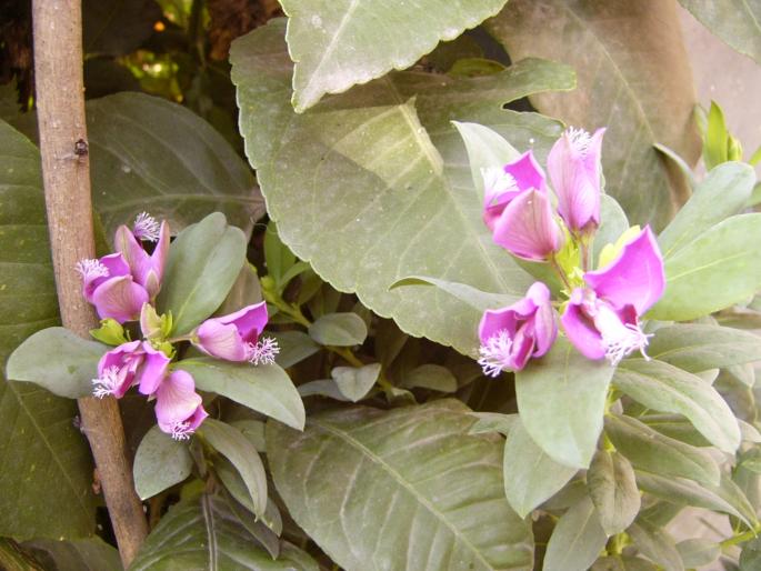 Polygala myrtilifolium - Lantana Camara