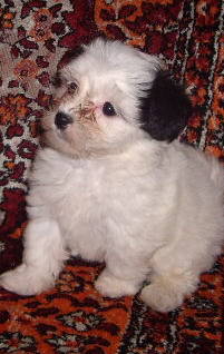 bichon havanese; fettia 7 sapt
