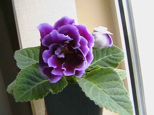 allegro purple - gloxinii-pui
