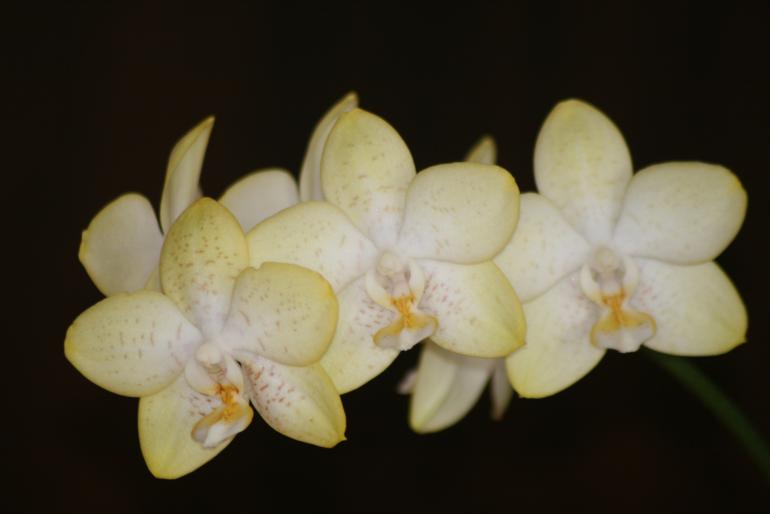 phalaenopsis  - orhidee