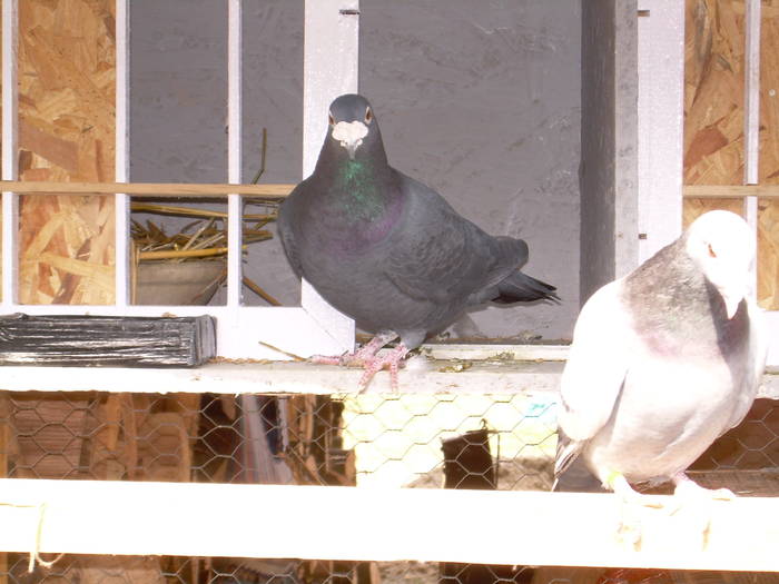 9.01.2009 213; voiajori
