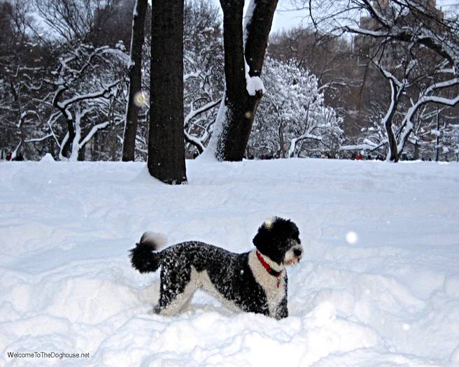 snow_dog - Concurss 1 dog