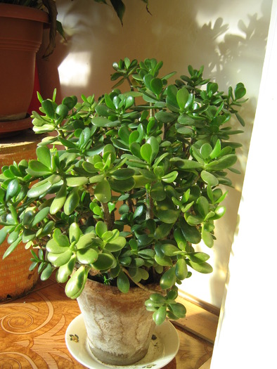 Arbore de jad / Crassula ovata - Plante de interior