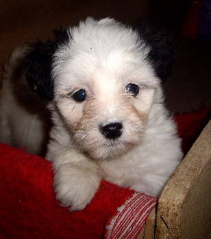 bichon havanese - Bichon Havanese