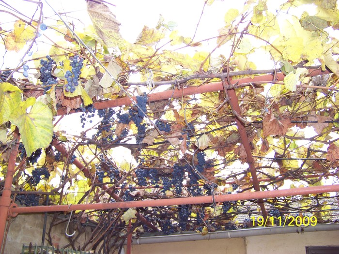 100_4760 - Toamna in curte  Timisoara