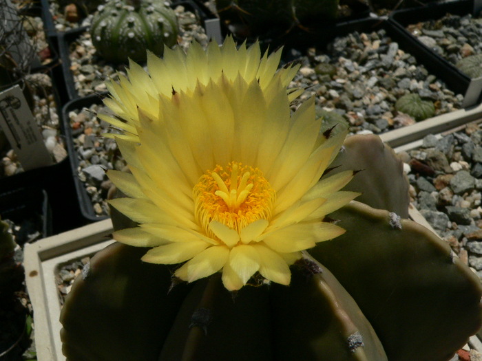 astrophytum_myriostigma_v.multicostata_nudum - genul Astrophytum