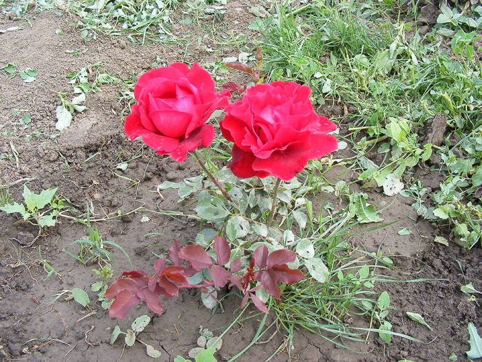 2009_05300041 - Trandafiri