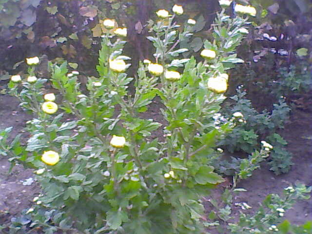Picture 012 - crizanteme tufanele