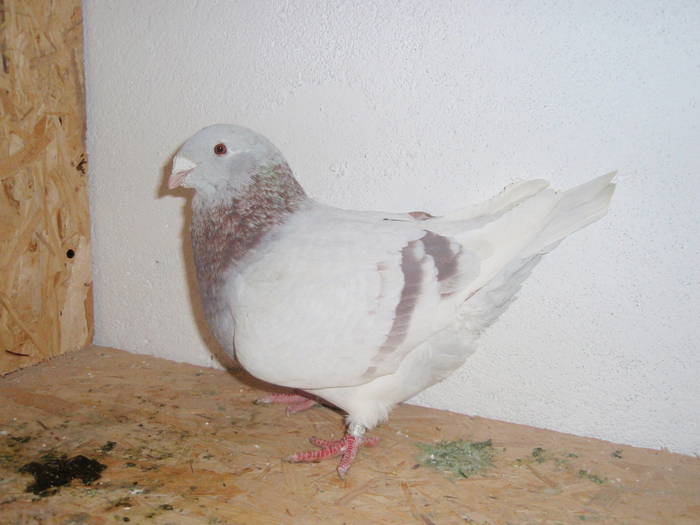 Femela - Porumbei Voiajori Standard