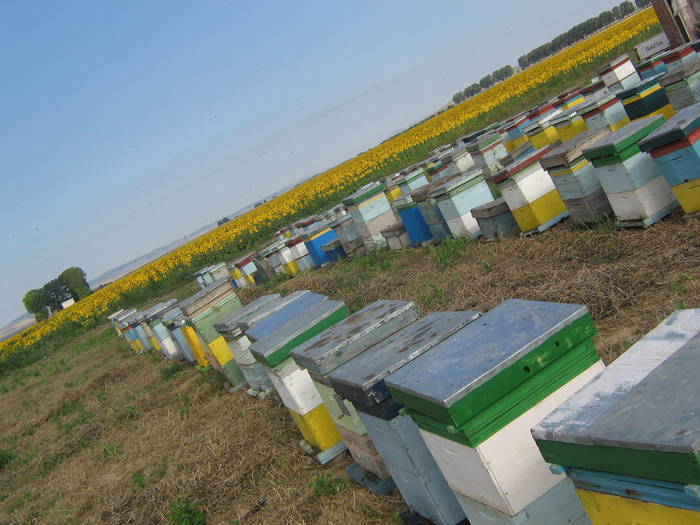 18iulie 015 - albinarit