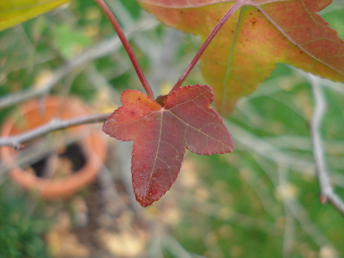 Liquidambar styraciflua (2009, Oct.04) - Liquidambar styraciflua