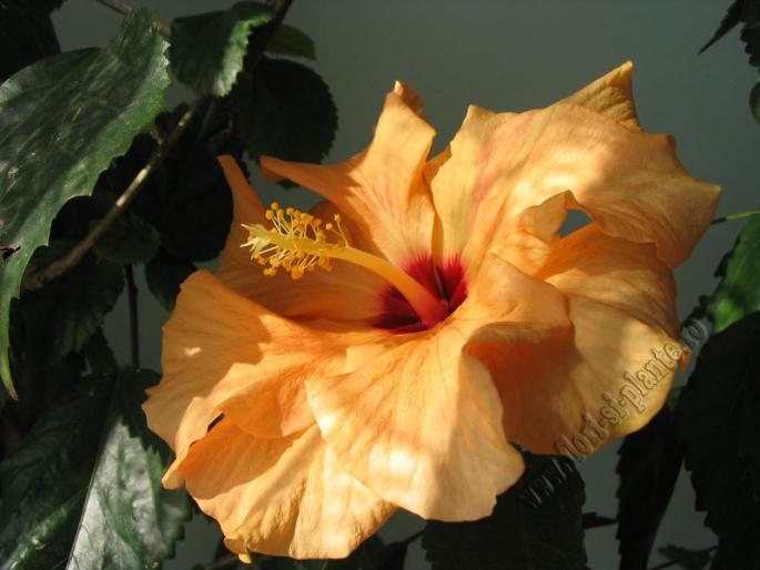 Hibiscus caisa 2 - Hibiscus