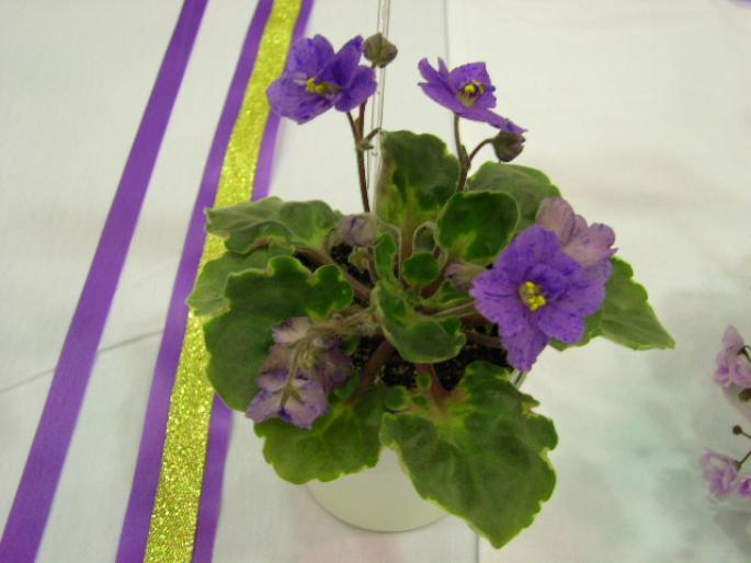 Fantasy_Girl_2005avsa - violete de pe net